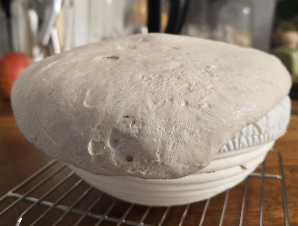 pâton au levain surfermenté
